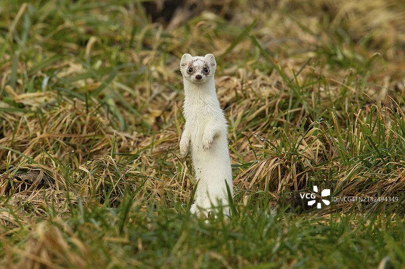 白色冬季外套的白鼬在草地上正面站立图片素材