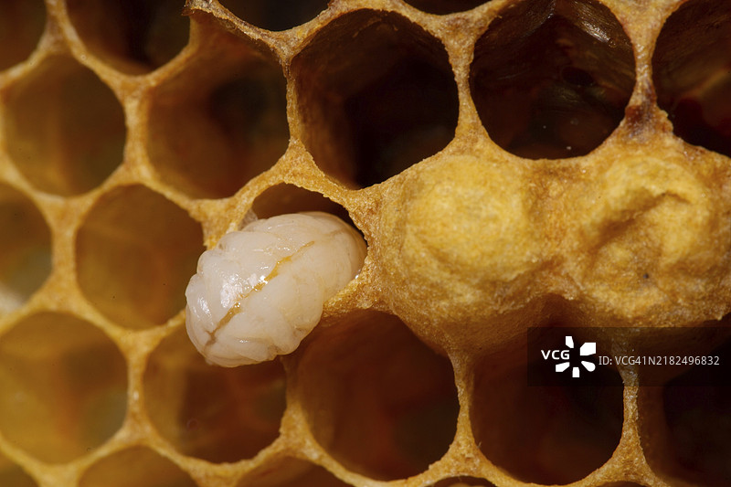 蜜蜂蜂巢与笔形卵图片素材