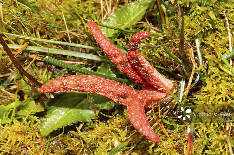 红色章鱼状手臂的章鱼臭菌果实体在绿色草地上生长图片素材
