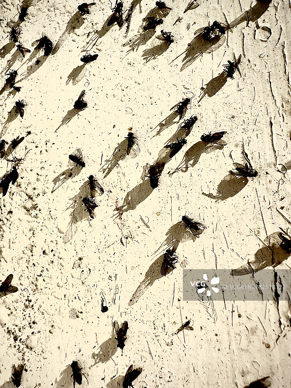 黄昏时分窗台上的一堆死苍蝇图片素材