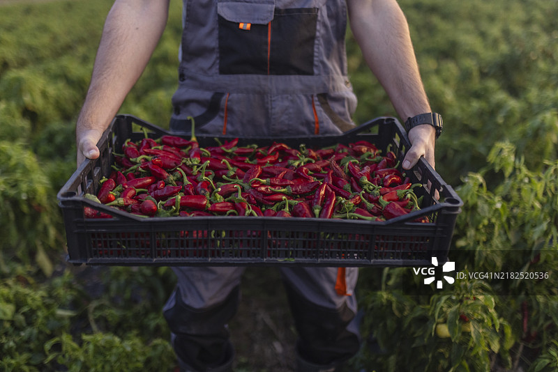 农业工人手中拿着装满收获的红辣椒的箱子的特写镜头图片素材