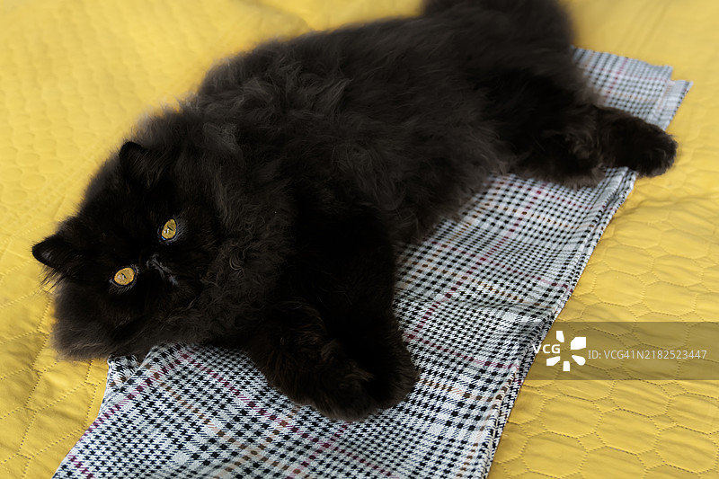 黑猫躺在床上遗留的衣物上图片素材