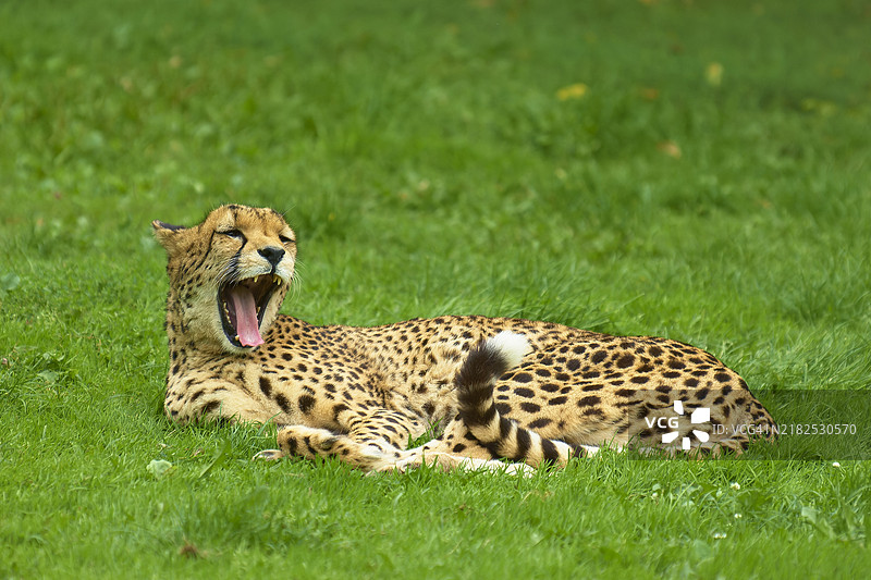 猎豹（Acinonyx jubatus）躺在草地上打哈欠图片素材