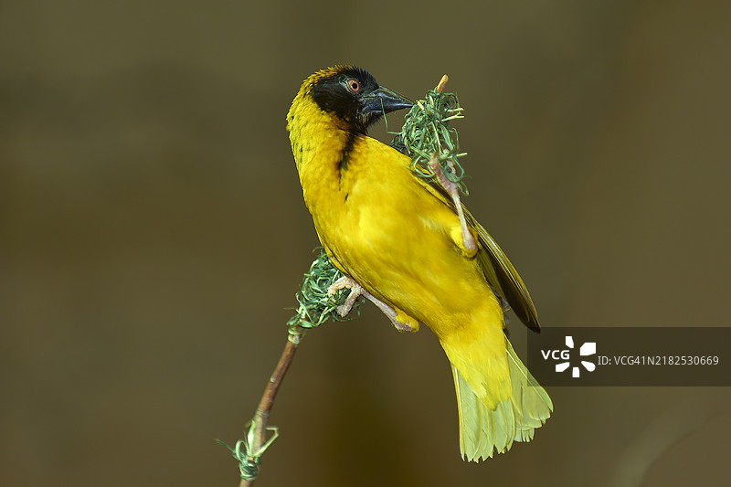 黑头织布鸟（Ploceus cucullatus）在筑巢时图片素材