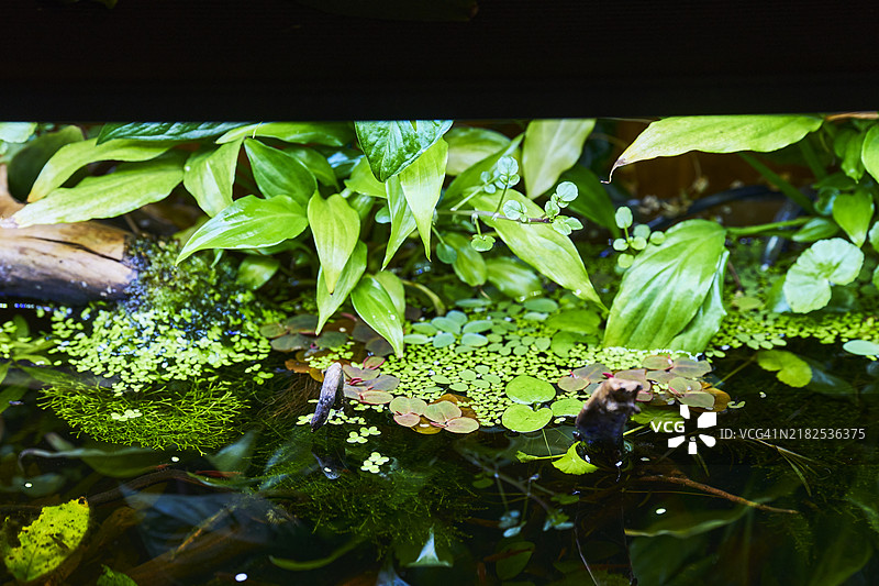 高角度俯瞰鱼塘水面，前景有植物和树枝。图片素材