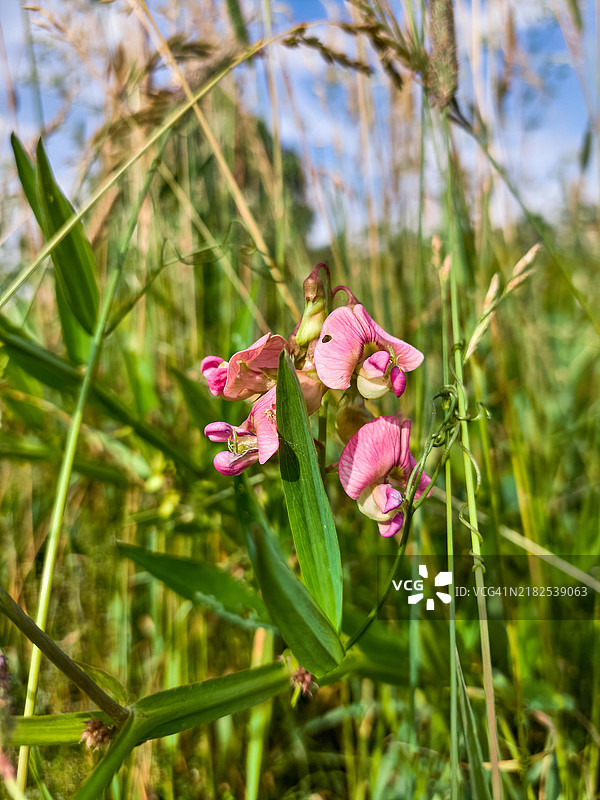 阳光明媚的草地上盛开的精致粉色紫花苜蓿。图片素材