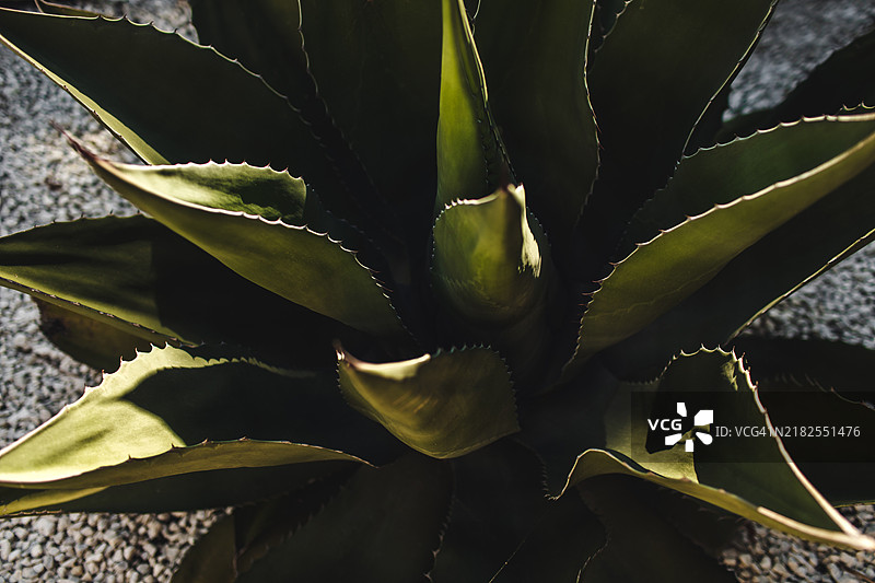 龙舌兰植物特写图片素材