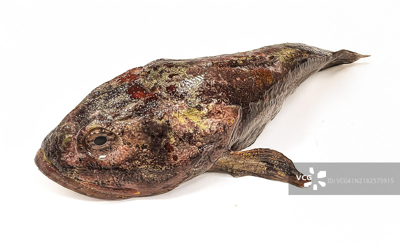 来自宫城县气仙沼的新鲜牛头鱼（Cottus pollux）图片素材