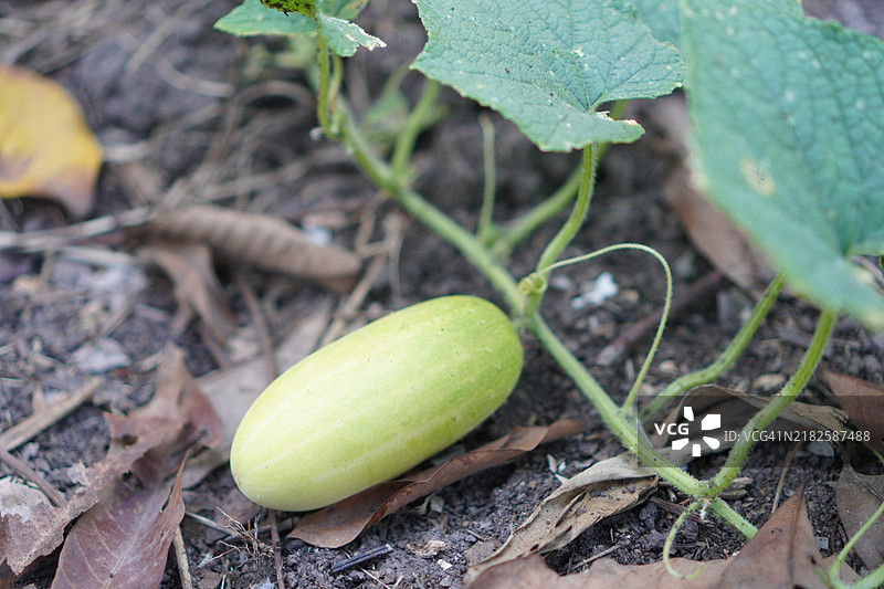 黄瓜图片素材