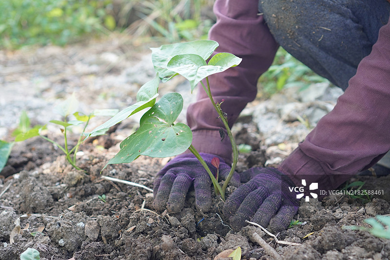 种植甘薯树图片素材