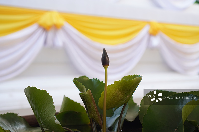 水生植物睡莲，神圣莲花，印度豆，莲花，莲科，池塘中的花朵，大型花朵，椭圆形花蕾，粉色，尖端，花瓣中心鼓胀，绿色大叶，长茎，自然环境背景。图片素材