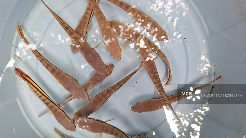 婴儿亚洲蛇头鱼在池塘里图片素材