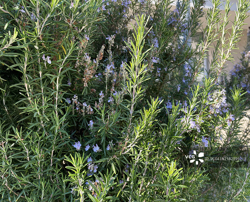 迷迭香（迷迭香）图像图片素材