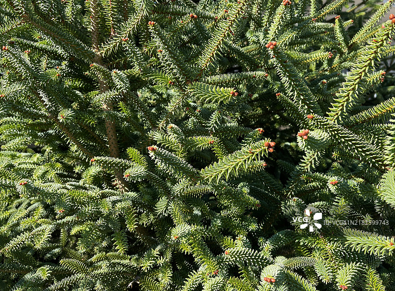 西班牙冷杉 (Abies pinsapo)图片素材