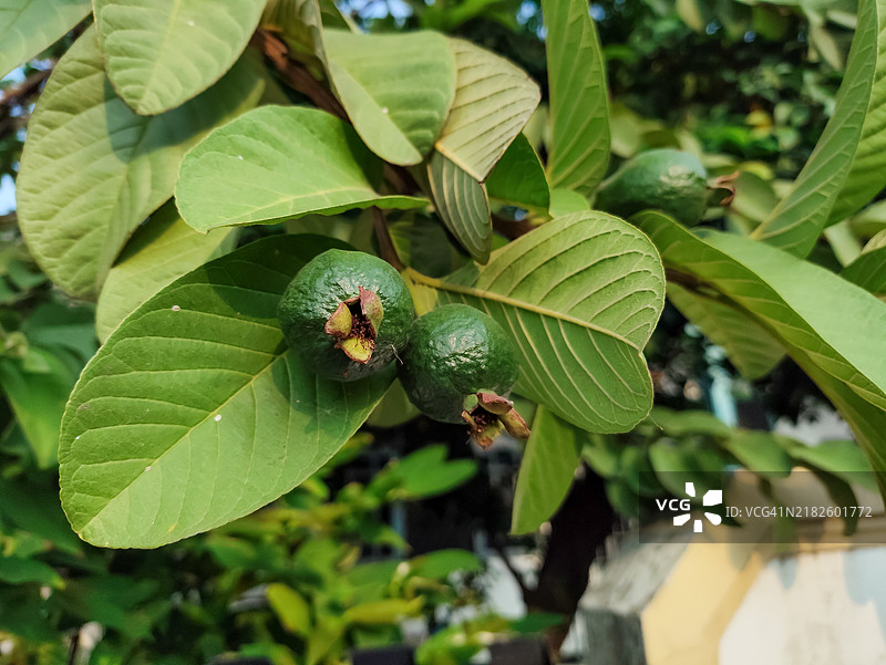 几颗绿色的番石榴挂在树枝上。图片素材
