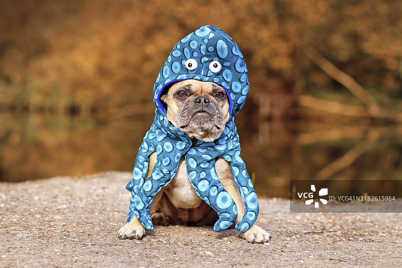 有趣的万圣节狗狗服装。可爱的法国斗牛犬穿着章鱼服装，带有眼睛和触手。图片素材