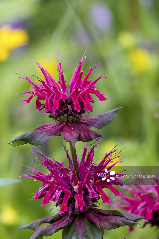 金香草（Monarda didyma），也称为印度荨麻或猩红单子草，德国北莱茵-威斯特法伦，欧洲图片素材