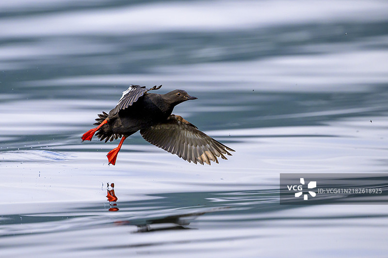 一只鸽子海雀（Cepphus columba）在水面上方飞翔，水面上可见它的倒影，阿拉斯加州霍纳，北美。图片素材