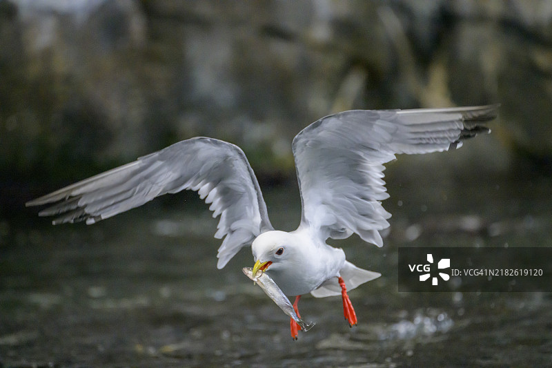 一只短嘴海鸥(Rissa brevirostris)在空中飞翔,翅膀展开,嘴里叼着一条小鱼,飞过水面,阿拉斯加州斯瓦德,美国,北美。图片素材