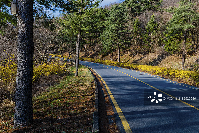 两条乡村小路两旁盛开着美丽的黄色花朵，下午的阳光投下阴影，地点在韩国。图片素材