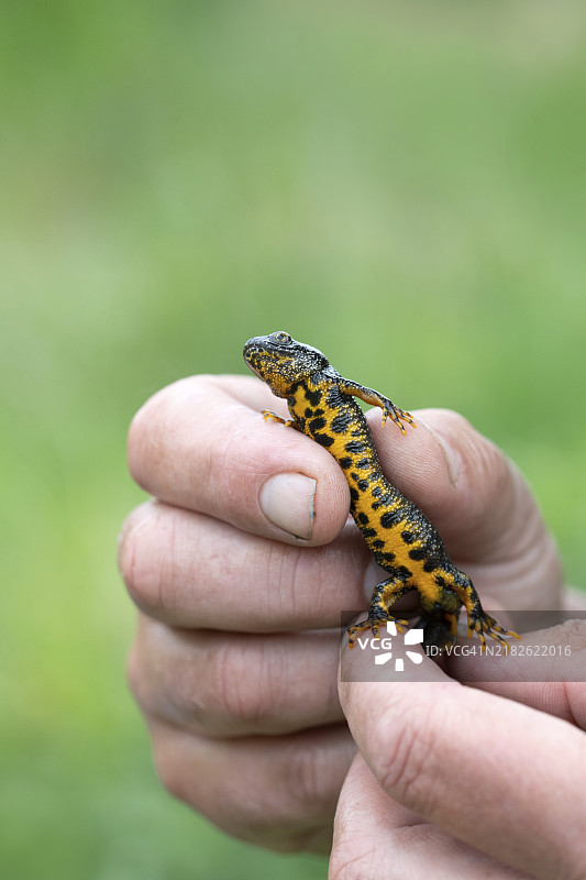 北冠蜥蜴（Triturus cristatus），雄性在手上，底部颜色易于识别，德国北莱茵-威斯特法伦，欧洲图片素材