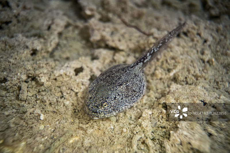 黄腹蟾蜍（Bombina variegata），在产卵水中的蝌蚪，德国斯托尔贝格，欧洲图片素材