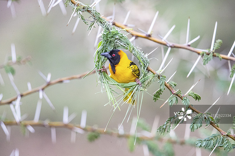 马赛马拉的头巾织雀 (Ploceus cucullatus)图片素材