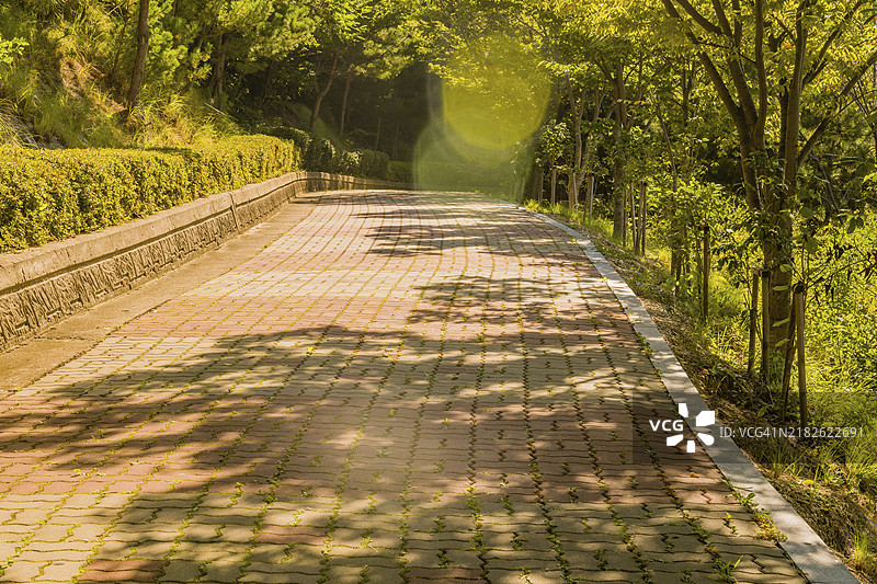 镜头光晕突出显示宽阔的砖石树荫步道，旁边是修剪整齐的灌木墙，位于韩国的山地公园中。图片素材