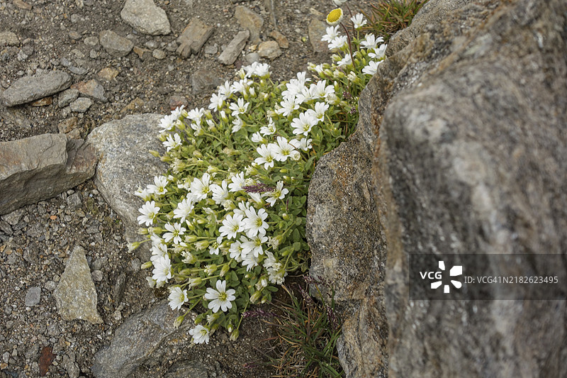 阿尔卑斯山，奥地利，欧洲，岩石和石质地面之间的白色野花丛图片素材