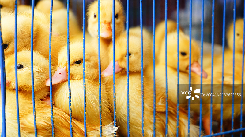 可爱的小黄鸭在笼子里图片素材