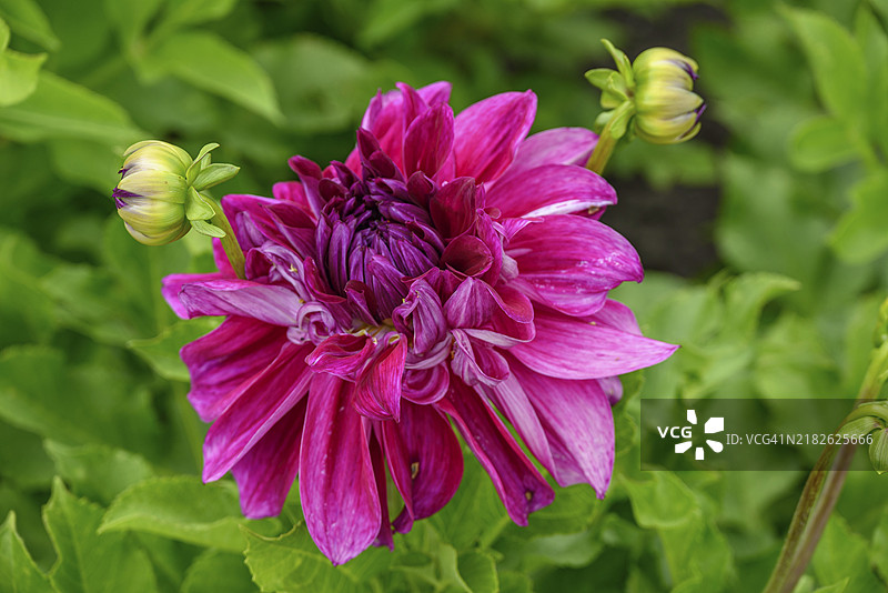 中心有一朵紫色花朵，周围环绕着绿色叶子和花蕾，花园中有不同颜色的大丽花，德国莱根。图片素材