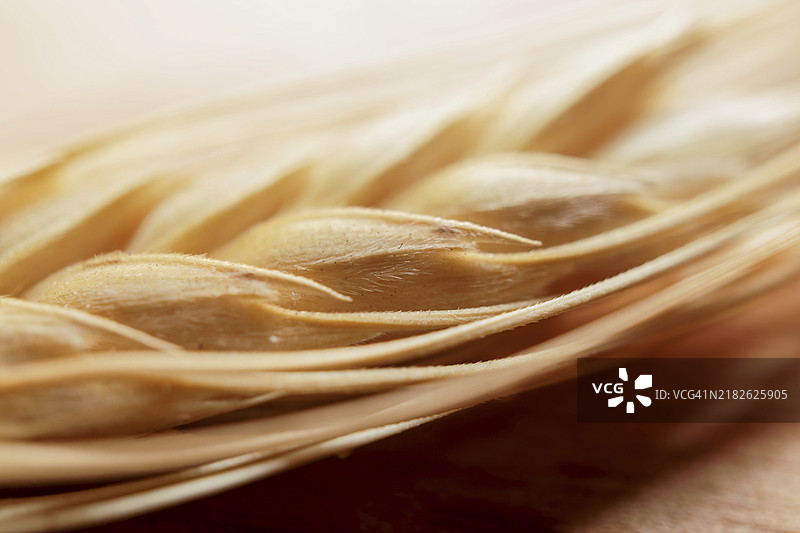 麦穗特写照片，带有一只昆虫图片素材