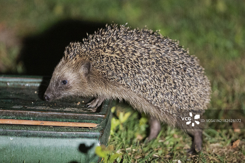 刺猬站在桌子旁的绿草地上，向左看。图片素材
