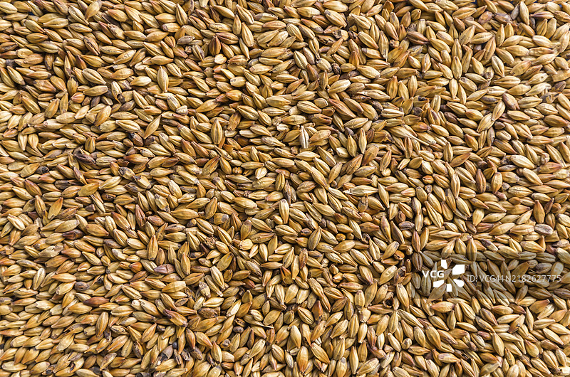 用于啤酒的麦芽质地，淡色艾尔，皮尔森图片素材