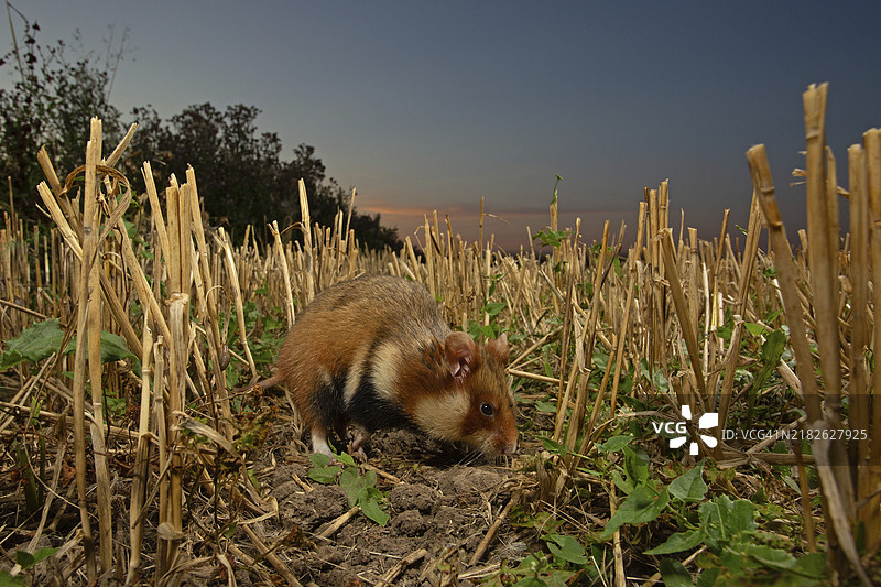 在图林根的建筑工地上的欧洲仓鼠（Cricetus cricetus）图片素材
