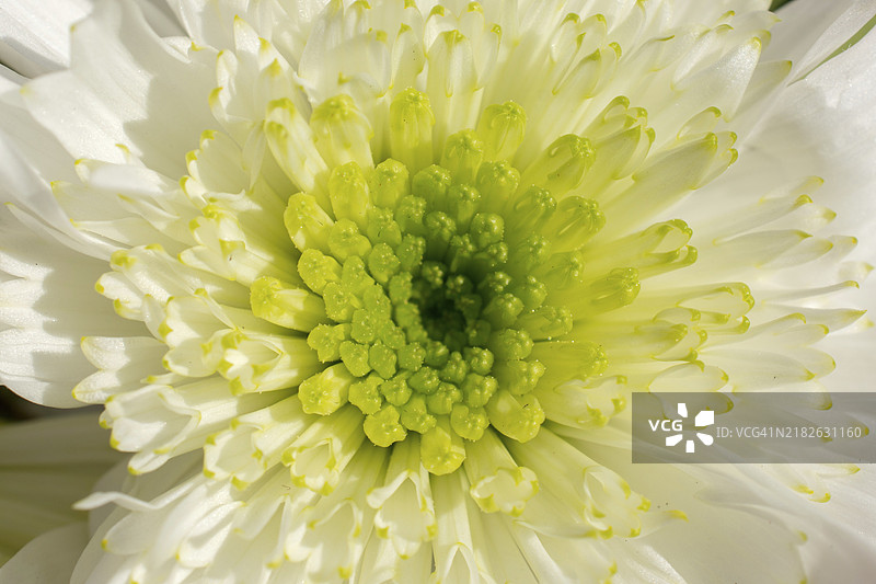 美丽多彩的自然春季花卉特写图片素材