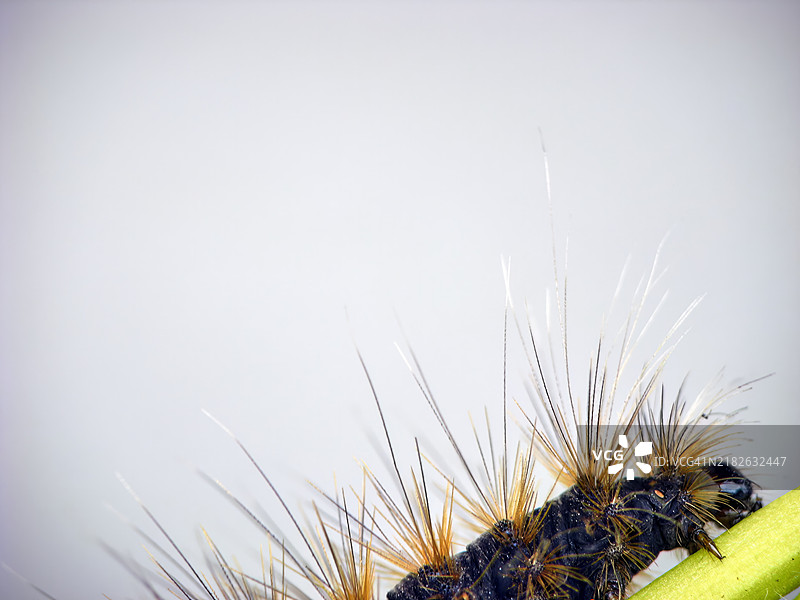 一只头部有刺的毛毛虫正在慢慢爬上一片叶子。图片素材