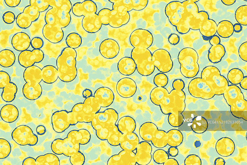 细菌细胞的形状：球菌、杆菌、螺旋菌背景图片素材