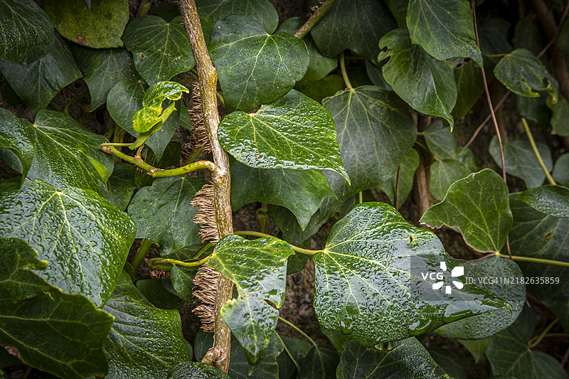 花园中攀爬植物的细节图片素材