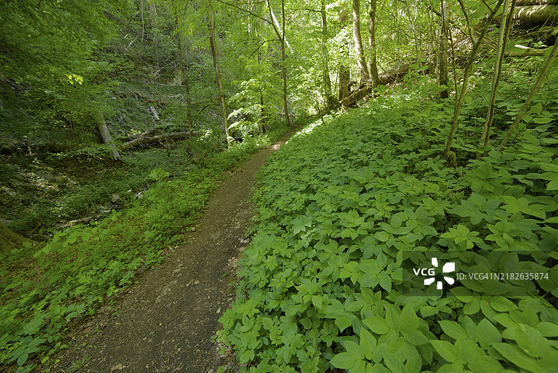 科赫谷的峡谷森林，自然保护区，施瓦比什哈勒，科赫谷，科赫，霍恩洛厄，海尔布隆-弗兰肯，巴登-符腾堡，德国，欧洲图片素材