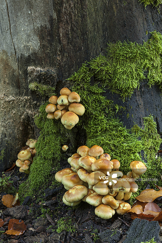 死树根部的硫磺头。布兰登堡，埃伯斯瓦尔德，Hypholoma属，真菌，巴尔尼姆自然公园，诺嫩弗利斯自然保护区图片素材