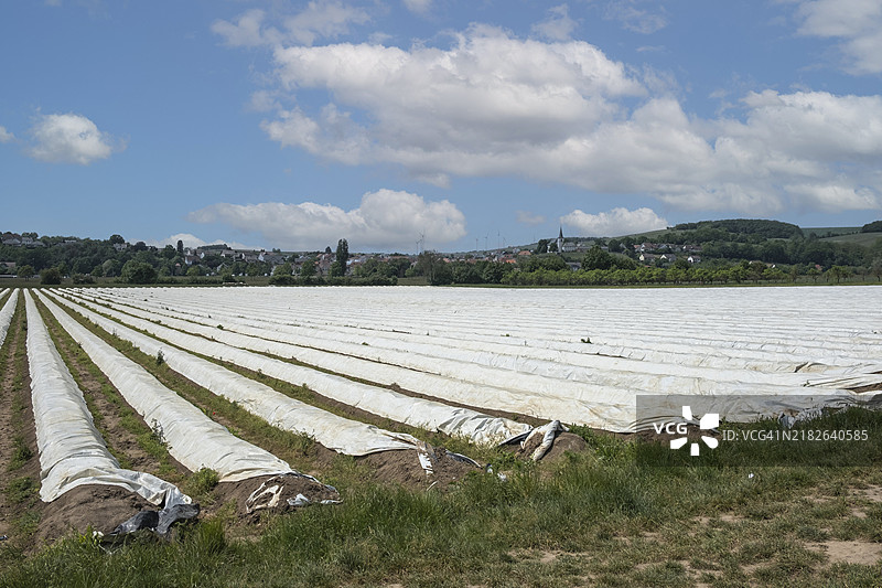 在下弗兰肯的施韦因富特附近的维普费尔德梅纳乌，塑料覆盖下的芦笋种植图片素材