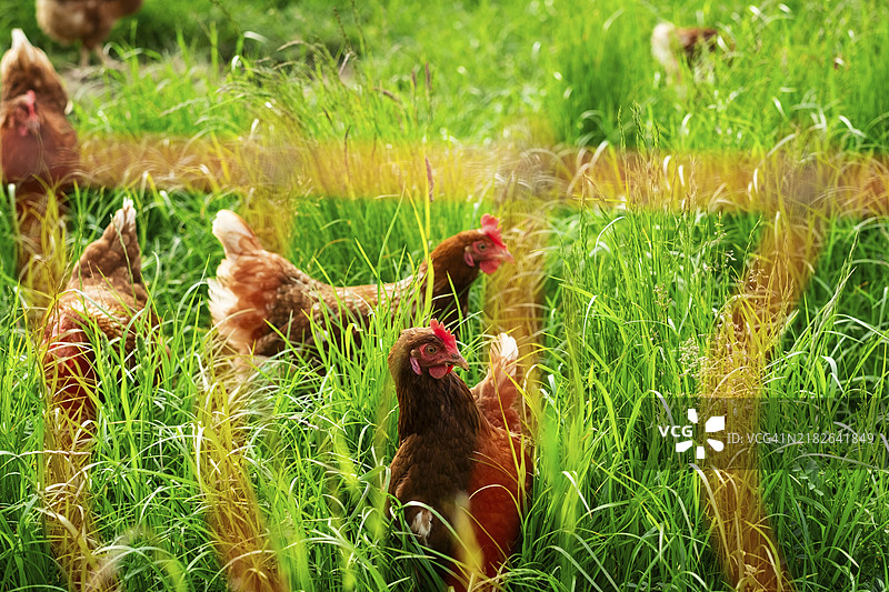 在朗根费尔德的草地上自由放养的鸡图片素材