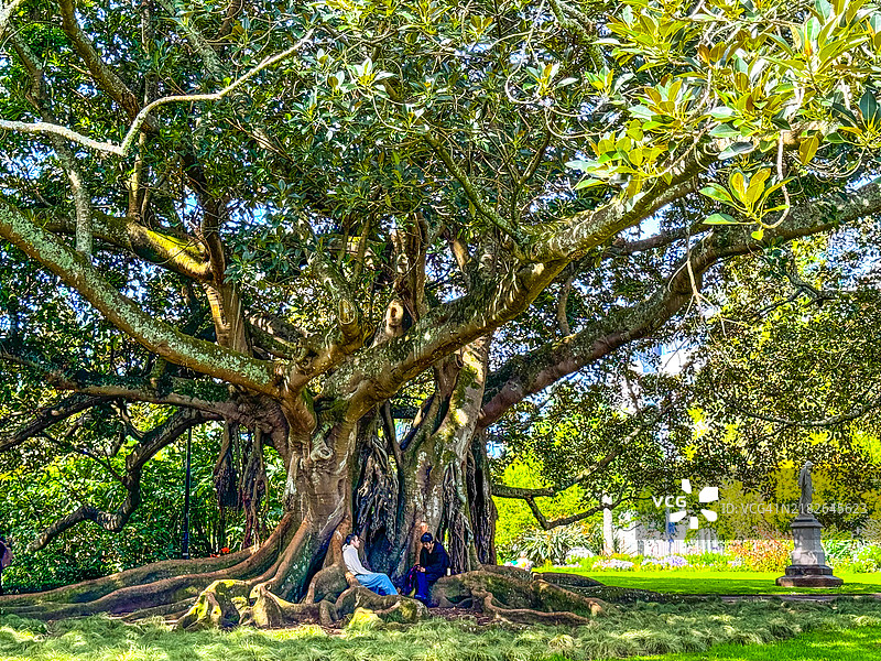 两个人坐在奥克兰阿尔伯特公园巨树的根部图片素材