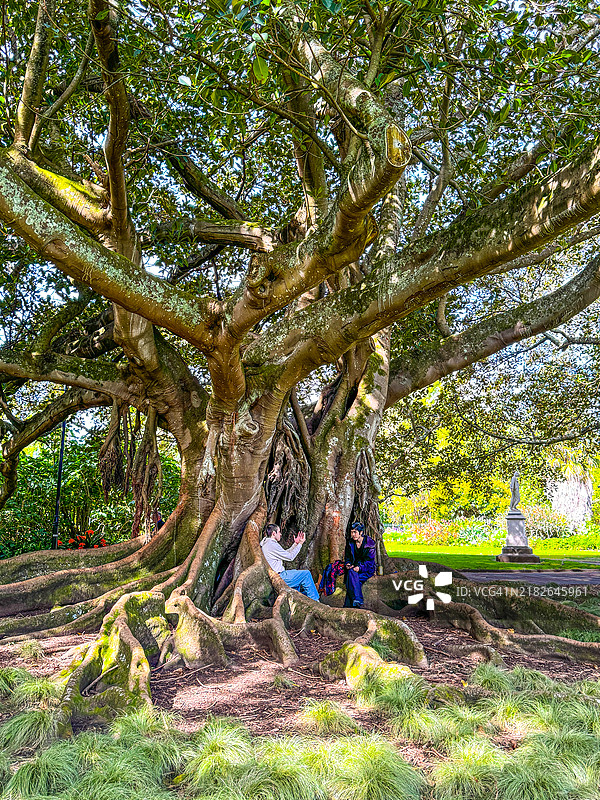 两个人坐在奥克兰阿尔伯特公园巨树的根部图片素材