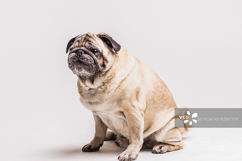 忠诚可爱的巴哥犬，背景为白色图片素材