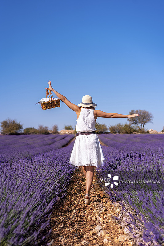 生活方式，一位穿着白色裙子的女性在夏季的薰衣草田中享受大自然图片素材