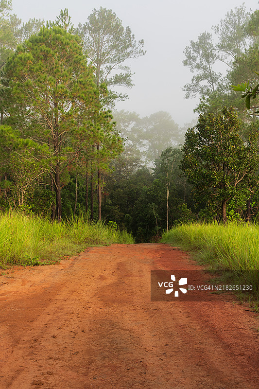 通往清澈森林的道路晨景，位于泰国披集和彭世洛的通萨兰鲁昂国家公园。图片素材