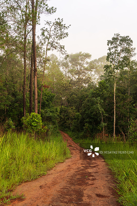 通往清澈森林的道路晨景，位于泰国披集和彭世洛的通萨兰鲁昂国家公园。图片素材