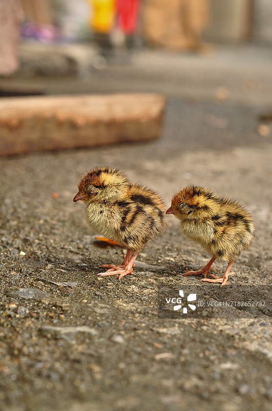 两只鹌鹑雏鸟在混凝土上走的特写镜头。图片素材